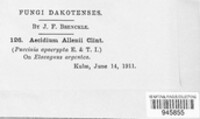 Dicaeoma allenii image